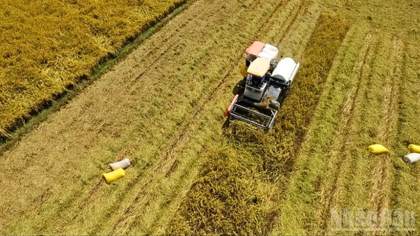 Hoạt động thu hoạch lúa đang diễn ra khá sôi động trên các cánh đồng ở Đồng bằng sông Cửu Long.