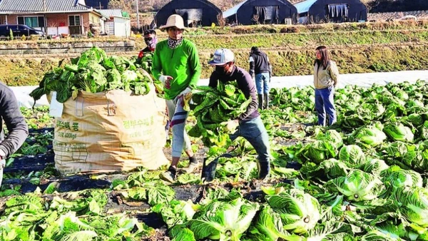 Công nhân nước ngoài làm việc tại một trang trại ở Chungcheongbuk-do, Hàn Quốc. (Ảnh Korea.net)