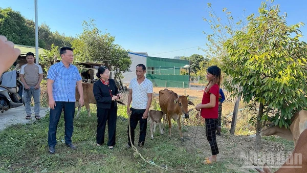  Nhân rộng mô hình sinh kế cho hộ nghèo vùng cao Quảng Ngãi