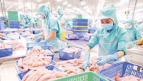 Chế biến cá tra phi lê xuất khẩu tại tỉnh Đồng Tháp. (Ảnh: VŨ SINH)