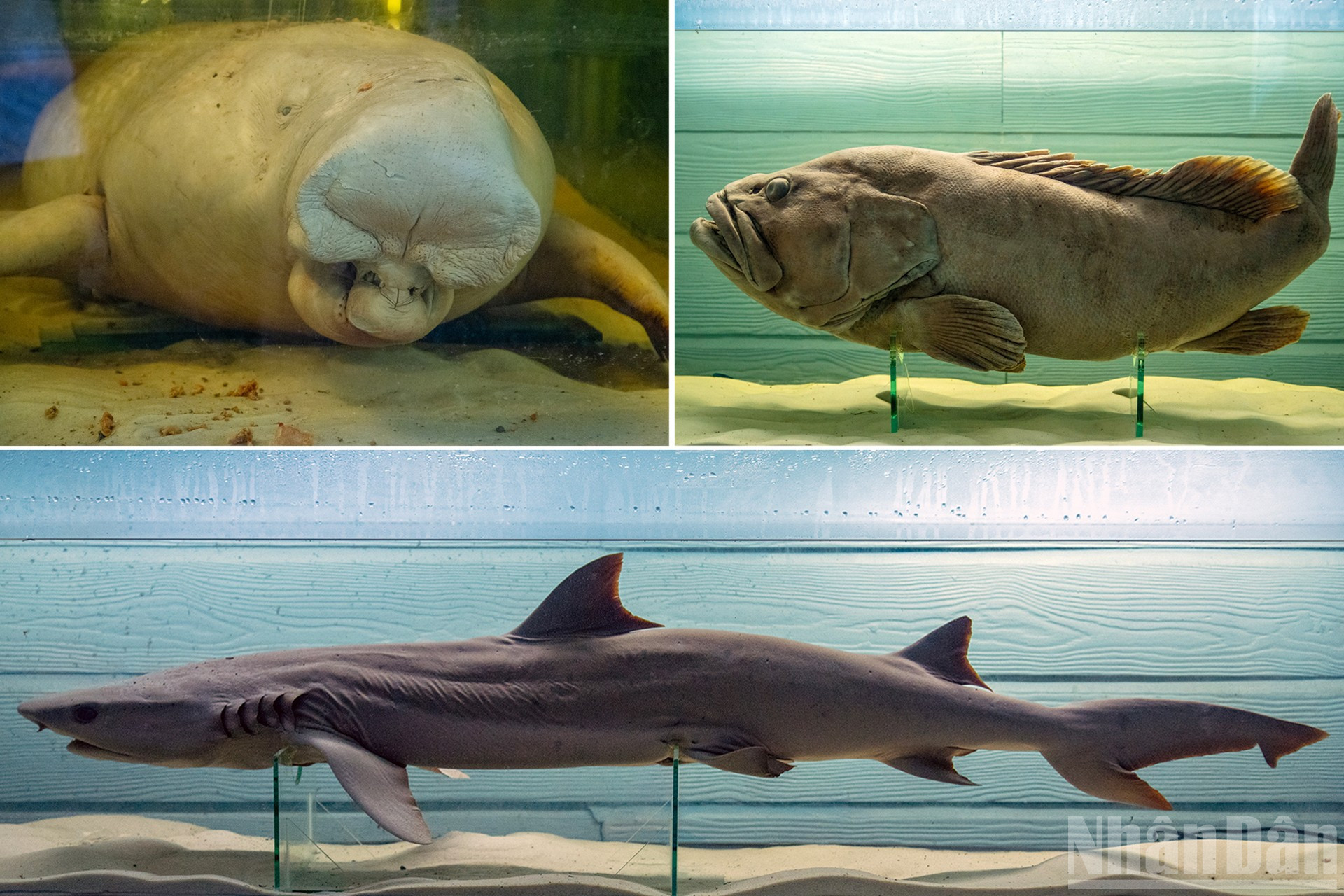 Các mẫu vật quý hiếm được bảo quản nguyên vẹn trong dung dịch: Bò biển (Dugong dugon) - loài động vật biển cực kỳ nguy cấp từng xuất hiện ở vùng biển Côn Đảo; cá mú nghệ (Epinephelus lanceolatus) - loài săn mồi lớn sống ở rạn san hô; cá nhám sáu mang (Hexanchus griseus) - cá mập nguyên thủy sống ở tầng biển sâu. ndo_br_4.jpg