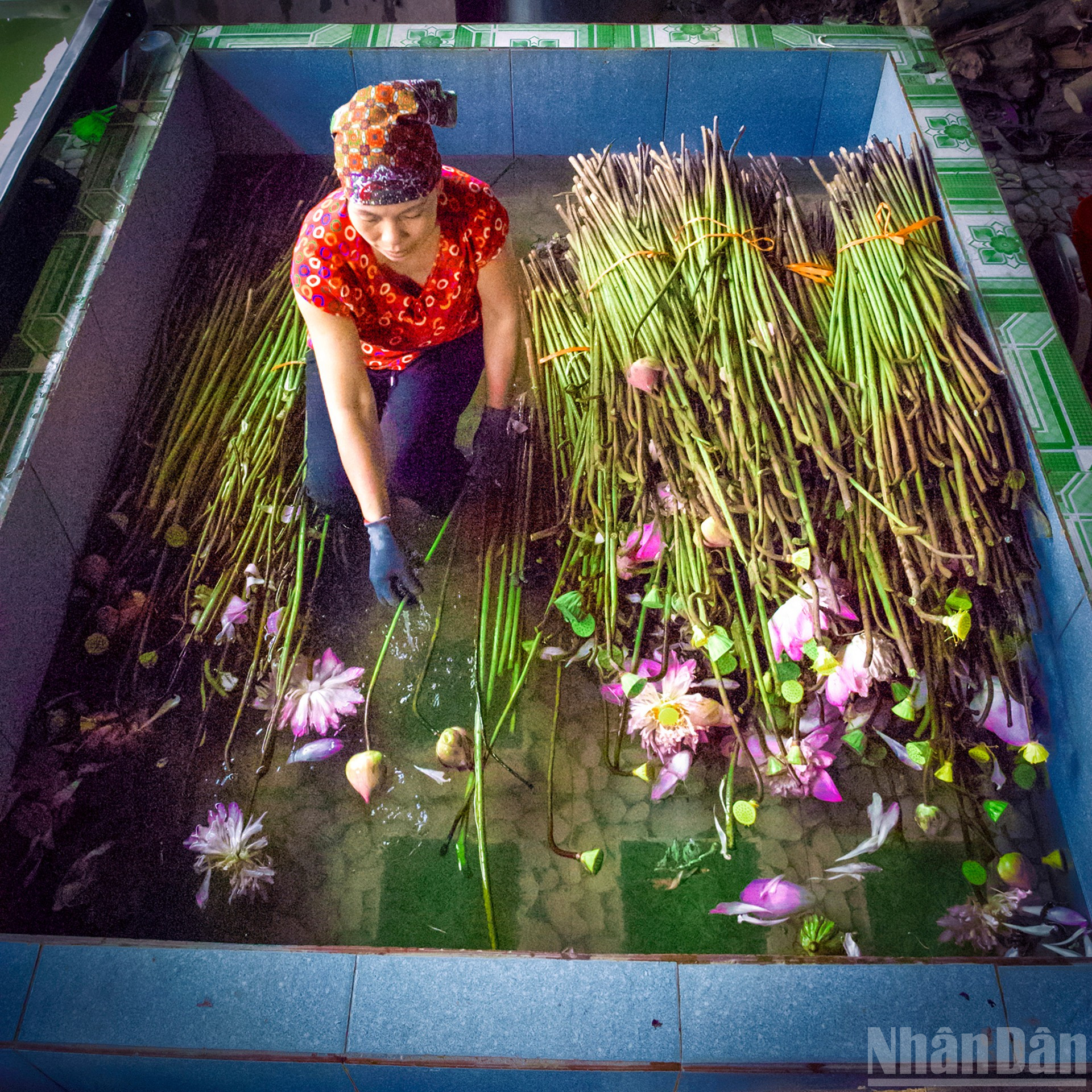 ndo_br_3-soak-and-clean-lotus-seeds-to-keep-lotus-seeds-clear-and-pure.jpg