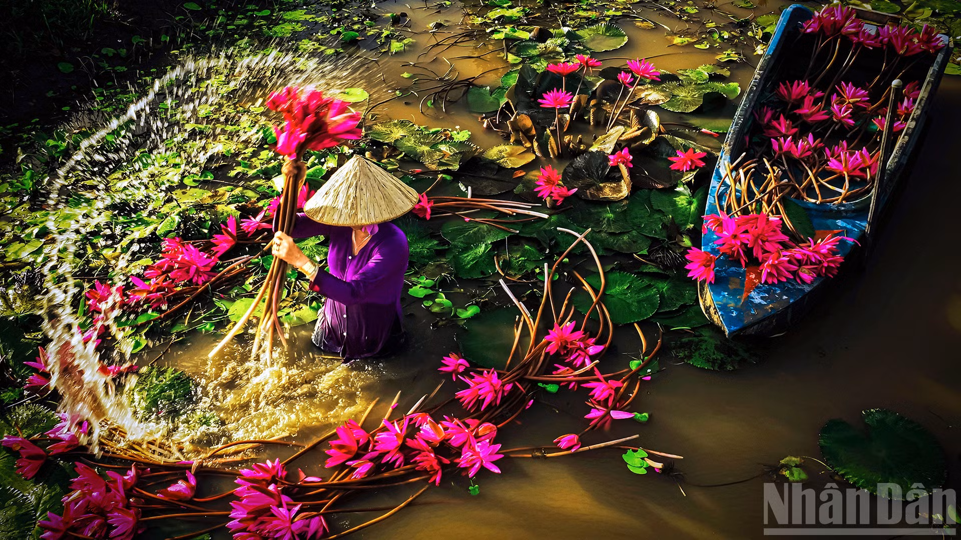 Mùa hoa súng nở rộ.