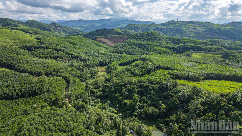 Những tán rừng ở thôn 3, xã Tiên An, huyện Tiên Phước, tỉnh Quảng Nam (cũ), nay là xã Thạnh Bình (Đà Nẵng). (Ảnh TÙNG LÂM)