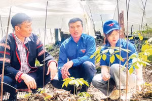 Nhiều thanh niên vùng cao mạnh dạn đầu tư, khởi nghiệp với sâm Ngọc Linh và dược liệu có giá trị kinh tế cao.