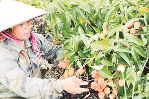 Vải u hồng trồng trên vùng đất đá núi lửa xã Nam Đà, tỉnh Lâm Đồng có hương vị đặc trưng, được thị trường săn đón.