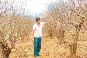 Người dân xã Xuân Quang chăm sóc đào Tết.