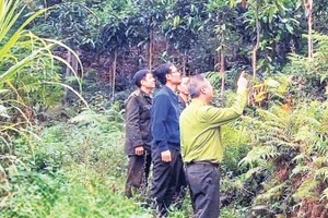 Cán bộ kiểm lâm kiểm tra diện tích trồng quế. (Ảnh HỒNG KHANH)