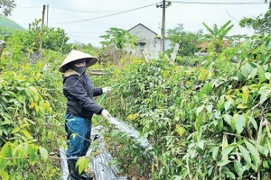 Người dân Quảng La chăm sóc vườn cây sâm nam.