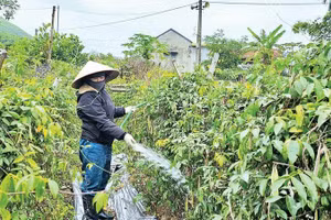 Người dân Quảng La chăm sóc vườn cây sâm nam.