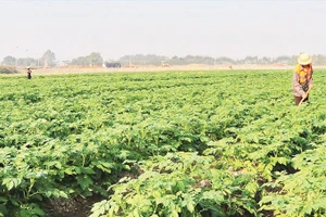 Nông dân Bắc Ninh chăm sóc khoai tây để thu hoạch dịp Tết Nguyên đán.