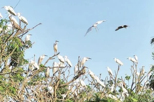 Đảo Cò ở Nam Thanh Miện là nơi cư trú thường xuyên của hàng chục nghìn cá thể thuộc nhiều loài chim nước.