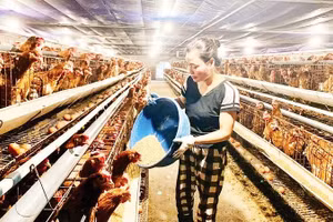Chăn nuôi an toàn sinh học tại trang trại gà ở xã Lương Bằng, tỉnh Hưng Yên.