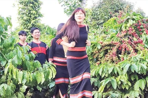 Đồng bào các dân tộc tỉnh Đắk Lắk hết sức tự hào khi Bộ Văn hóa, Thể thao và Du lịch công nhận “Tri thức trồng và chế biến cà-phê Đắk Lắk” là di sản văn hóa phi vật thể quốc gia, thuộc tri thức dân gian.