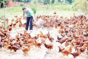 Hộ chăn nuôi ở Thành phố Hồ Chí Minh tăng đàn gà chuẩn bị nguồn cung phục vụ nhu cầu thị trường Tết Nguyên đán Bính Ngọ 2026.