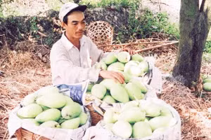 Nông dân xã An Thạnh thu hoạch xoài.