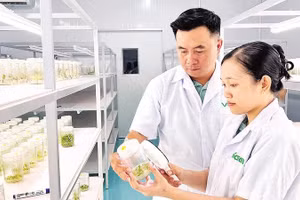 Ứng dụng khoa học, công nghệ trong sản xuất cây giống tại xã Chợ Lách (tỉnh Vĩnh Long).