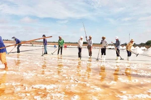 Diêm dân vùng ven biển xã Vĩnh Hậu (Cà Mau) đang vào cao điểm vụ sản xuất muối. (Ảnh THANH CƯỜNG)