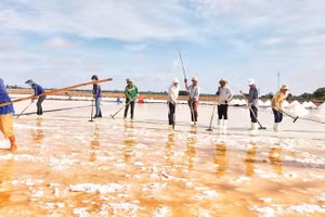 Diêm dân vùng ven biển xã Vĩnh Hậu (Cà Mau) đang vào cao điểm vụ sản xuất muối. (Ảnh THANH CƯỜNG)