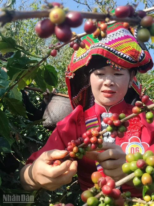 Trong trang phục truyền thống rực rỡ, các đội thi với đôi tay thoăn thoắt hái từng chùm quả đỏ, tuân thủ kỹ thuật "không rung cây, không bẻ cành".