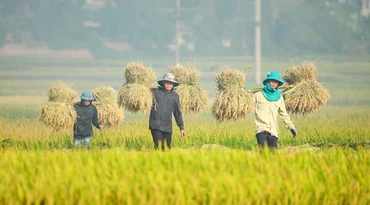 Nông dân Điện Biên thu hoạch lúa mùa. (Ảnh: Lê Lan)