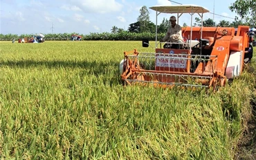 Thu hoạch lúa thơm ST trên cánh đồng lớn ở Sóc Trăng.