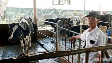 Người chăn nuôi bò sữa tại huyện Đức Trọng, Lâm Đồng lo lắng khi đàn bò bị tiêu chảy, bỏ ăn và chết chưa rõ nguyên nhân trong những ngày qua.