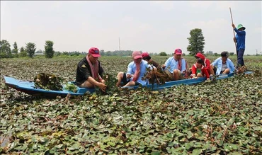 Du khách tham gia trải nghiệm hoạt động hái ấu của người nông dân ở khu vực lòng hồ Tân Trung, huyện Phú Tân, tỉnh An Giang. (Ảnh: TTXVN)