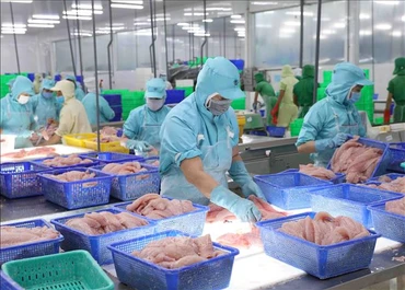 Chế biến cá tra xuất khẩu tại nhà máy của Tập đoàn Sao Mai, tỉnh An Giang. (Ảnh minh họa: TTXVN)