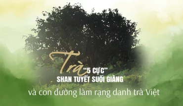 Trà “5 cực” Shan tuyết Suối Giàng và con đường làm rạng danh trà Việt