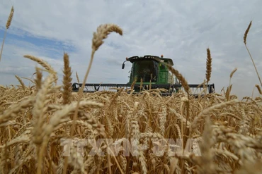 Thu hoạch lúa mì trên cánh đồng ở Stavropol, Nga. (Ảnh: AFP/TTXVN)