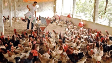 Chăm sóc đàn gà tại Trang trại chăn nuôi ở xã Thụy An, huyện Ba Vì. (Ảnh Vũ Sinh)