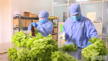 Sản xuất nông nghiệp hữu cơ bền vững tại Lâm Đồng.