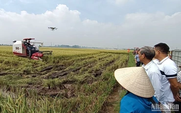 Chị Trần Thị Lanh, xã Bình Minh (huyện Kiến Xương, tỉnh Thái Bình) thuê, mượn 100ha ruộng đất, đầu tư nhiều máy móc hiện đại sản xuất nông nghiệp quy mô lớn. (Ảnh Mai Tú)