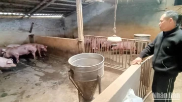 Người chăn nuôi lợn ở Bách Thuận (Vũ Thư, Thái Bình) khá thận trọng tái đàn thời điểm hiện nay, dù giá bán đang tăng cao, có lãi.