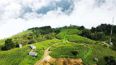 Vùng chè hữu cơ kết hợp khu nghỉ dưỡng mang tên Kolia trên núi Phia Ðén.