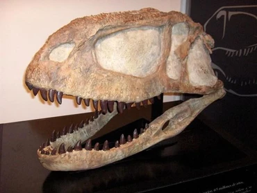 (Nguồn: paleontology.fandom.com) 