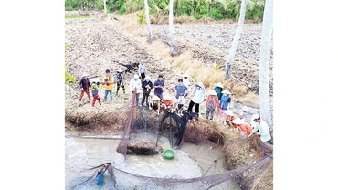 Thu hoạch cá đồng bằng hình thức chụp đìa. 