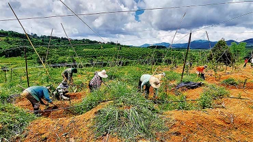 Nhiều hộ đồng bào dân tộc thiểu số xã Hơ Moong, huyện Sa Thầy chuyển đổi từ trồng sắn sang chanh dây mang lại hiệu quả cao hơn.