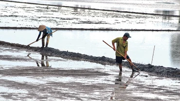 Nông dân xã Phú Nhuận, huyện Cai Lậy (Tiền Giang) làm đất trước khi gieo sạ lúa vụ đông xuân 2023-2024.