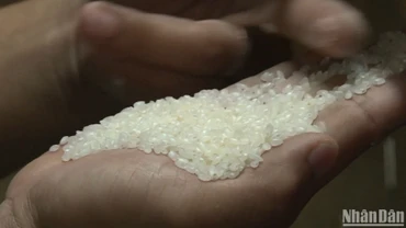[Video] Thị trường ngày 21/2: Giá lúa gạo tăng, giảm trái chiều