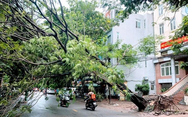 Nhiều cây xanh lớn trên các tuyến phố bị gãy đổ.