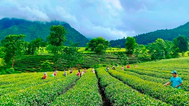 Tân Uyên được xem là thủ phủ của cây chè Lai Châu.