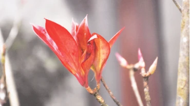Hoa đào chuông trên đỉnh Bà Nà 
