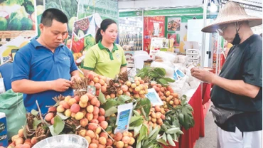 Quả vải được giới thiệu, bày bán tại Tuần hàng nông sản, trái cây các tỉnh, thành phố tại Hà Nội năm 2023. 