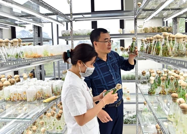 Cán bộ, kỹ sư Trung tâm Nghiên cứu nguồn gen và giống dược liệu quốc gia (Viện Dược liệu) kiểm tra sự sinh trưởng của cây trong phòng thí nghiệm.