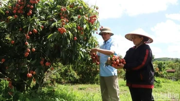 Tìm giải pháp gỡ khó cho xuất khẩu nông sản