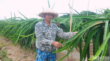 Ông Vũ Văn Thùy chia sẻ về giá trị thanh long mang lại cho người dân Bát Trang. (Ảnh: NGỌC TÂN)