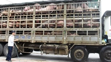 Thủ tướng Chính phủ vừa có Công điện về việc ngăn chặn, phát hiện và xử lý nghiêm các trường hợp nhập lậu lợn qua biên giới vào Việt Nam.