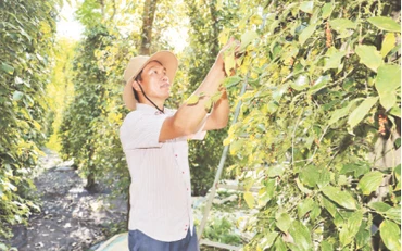 Ông Lê Quang Cường ở ấp Phước Tiến, xã Hưng Phước, huyện Bù Đốp phấn khởi vì vụ tiêu năm nay được mùa, được giá.